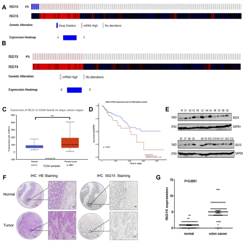 Figure 1 Upregulation of ISG15 expression in colon cancer samples. (of ISG15 in 286 TCGA cancer and 41 normal samples indicated that ISG15 was obviously upregulated in colon cancer