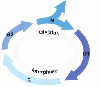 Fig 2.2. Cell replication. phase. G1 phase is the gap between M phase and S phase. G2 is the gap between S phase it divides