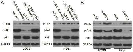 Figure 6 MiR-618 inhibits activation of the PTEN–Akt pathway in OS cells bytargeting MTDH