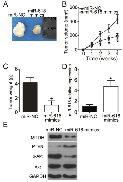 Figure 7 MiR-618 upregulation impairs OS tumor growth in vivo. (performed to analyze miR-618 expression in the tumor xenografts