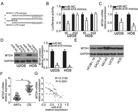 Figure 3 MTDHcorrelation analysis was applied to assess the correlation between expression levels of miR-618 andand HOS cells