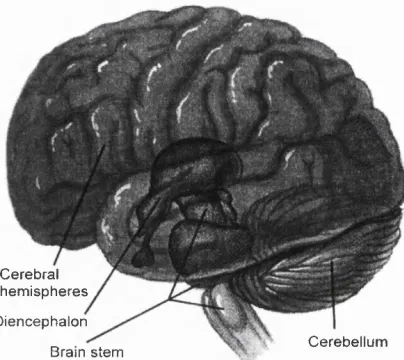 Figure 2-5 Major Regions of the Brain. (Reproduced from [Marieb 