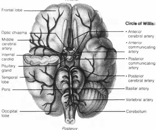 Figure 2-7 Major cerebral arteries and the circle of Willis. (Re­