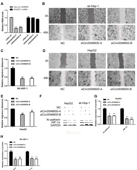 Figure 2 The role of hsa-circ-0046600 in HCC migration. (in the experimental group. (A) SiCirc0046600 had a speciﬁc effect on hsa-circ-0046600, and the corresponding mRNA was not affected