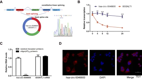 Figure 3 Features of hsa-circ-0046600. (of hsa-circ-0046600 and B3GNTL1 mRNA were evaluated by qRT-PCR