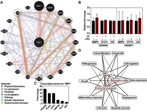 Figure 4 Functional role of TIMP1 in the UC-associated CRC. (exhibited as indicated in the network legend