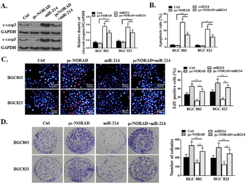 Figure 5 Effect of miR-214 on proliferation and apoptosis of GC cells mediated by lncRNA NORAD