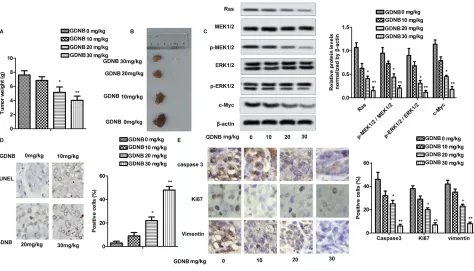 Figure 5 GDNB inhibits tumor formation in vivo through the ERK pathway. Lung tumor-bearing mice were randomly divided into 4 groups (ten in each group): ControlERK1/2 and p-ERK1/2 were measured by Western blotting
