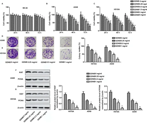 Figure 1 GDNB inhibits the growth of non-small cell lung cancer cells. WI-38, H510A and A549 cells were subjected to different concentrations of GDNB (0.25, 0.5, 1.5, 3CCK8 assay