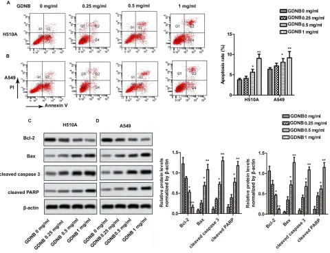 Figure 3 GDNB promotes apoptosis in non-small cell lung cancer cells. H510A and A549 cells were subjected to different concentrations of GDNB (0.25, 0.5 and 1 mg/mL)for 48 hrs