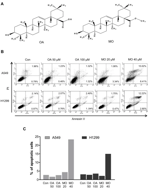 Figure 1 Methyloleanolate (MO) increased apoptosis (indicated by Annexin V/PI staining) more than oleanolate (OA) did in A549 and H1299 nonA549 and H1299 cells were exposed to OA (50, 100per group