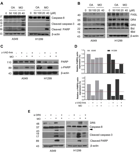 Figure 2 Methyloleanolate (MO) induced cell death by activation of caspase-3 and caspase-8 and death receptor 5 (DR5) more than oleanolate (OA) did in A549 and H1299non–small cell lung cancer cells