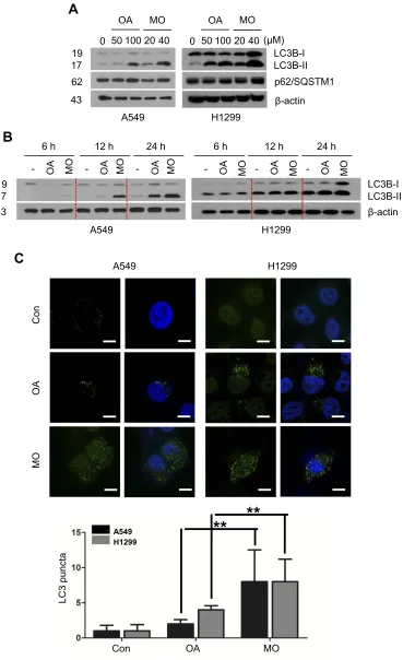 Figure 3 Methyloleanolate (MO) induced 1A/1B-light chain 3BII (LC3BII) conversion and puncta in A549 and H1299 cells better than oleanolate (OA) did
