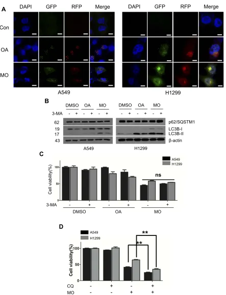 Figure 4 Methyloleanolate (MO)-impaired autophagy ﬂux in A549 and H1299 cells. (A) Effect of oleanolate (OA) and MO on autophagy ﬂux in A549 and H1299 cells