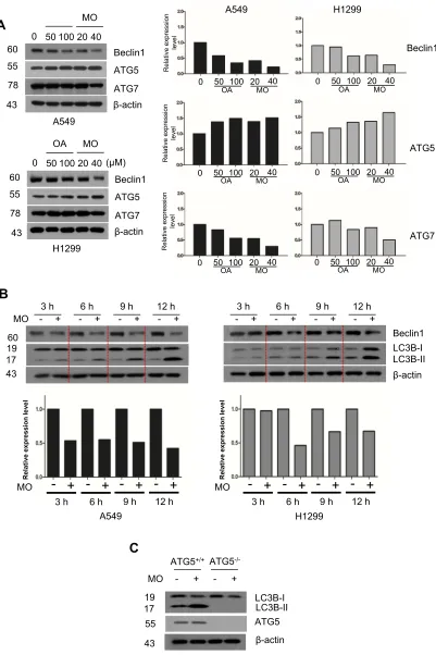 Figure 5 Autophagy-related gene 5 (with MO (40ATG5) plays a critical role in methyloleanolate (MO)-induced autophagy in A549 and H1299 cells