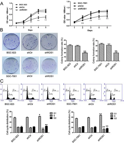 Figure 2 ROS1 knockdown reduced cell viability and suppresses colony formation of gastric cancer cells