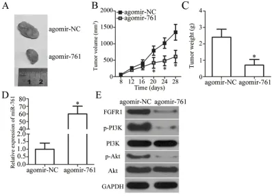 Figure 6 miR-761 decreases the activation of PI3K/Akt pathway in OS cells. U2OS and HOS cells were co-transfected with agomir-761 and pCMV-FGFR1 or pCMV.Western blot analysis was carried out to measure the protein expression of p-PI3K, PI3K, p-Akt and Akt.