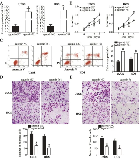 Figure 2 Resuming miR-761 expression restricts cell proliferation, migration, invasion and induces cell apoptosis in OS