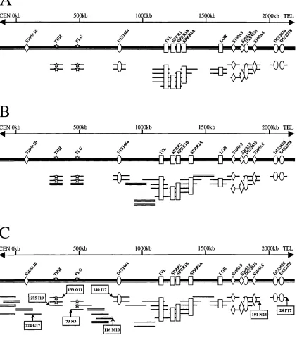 Figure 3.6. Schematic representation of the bacterial clone map at three separate stages of construction