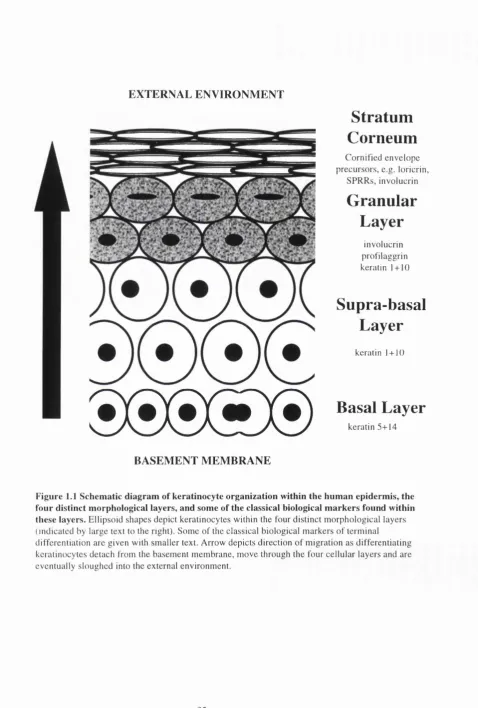 Figure 1.1 Schematic diagram of keratinocyte organization within the human epidermis, the 