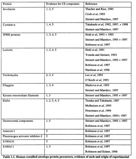 Table 1.1. Human cornified envelope protein precursors, evidence of such and origin of experimental