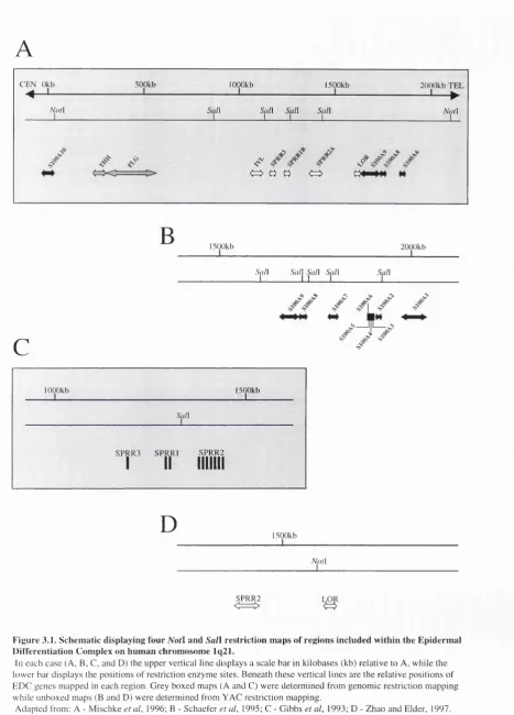 Figure 3.1. Schematic displaying four N otl and Sail restriction maps of regions included within the Epidermal 