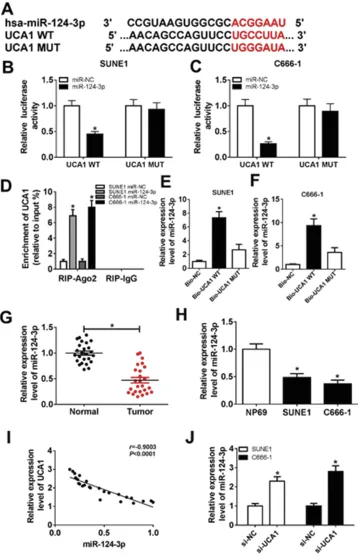 Figure 3 Identicorrelation between UCA1 and miR-124-3p (R=*Notes:transfected with miR-124-3p or miR-NC and UCA1 WT or UCA1 MUT was determined by dual-luciferase assay