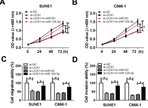 Figure 4 miR-124-3p inhibitor attenuated UCA1 silencing-mediated repression on NPC cell progression.Notes: (A and B) Cell proliferation, (C and D) migration and invasion ability were veriﬁed in SUNE1 and C666-1 cells transfected with si-NC, si-UCA1, si-UCA