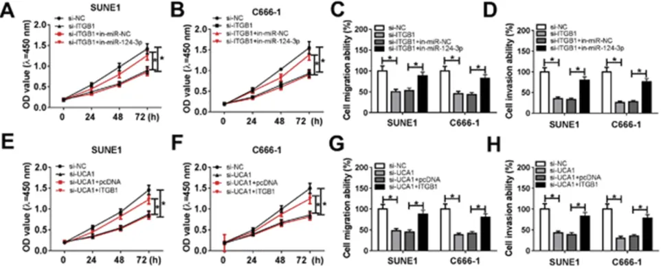 Figure 6 UCA1 promoted NPC cell progression by regulating miR-124-3p/ITGB1 axis.Notes: (A-D) miR-124-3p inhibitor alleviated ITGB1 silencing-induced suppression on SUNE1 and C666-1 cells proliferation, migration and invasion