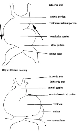 Figure 5. Embryonic Days 23-25: Heart Looping.