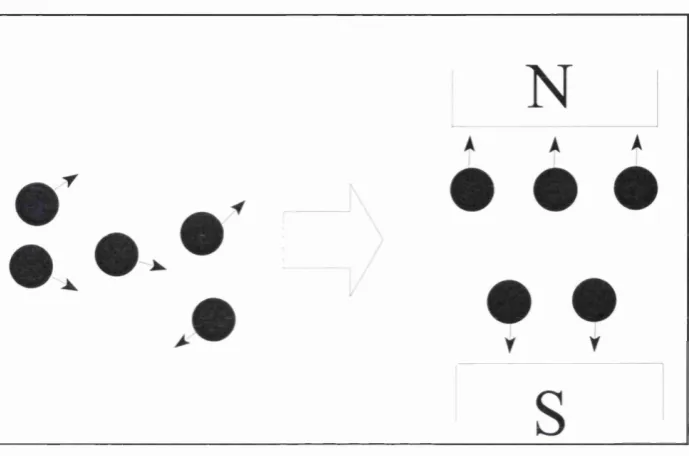 Figure 2.1: Alignment of protons within a magnetic field.