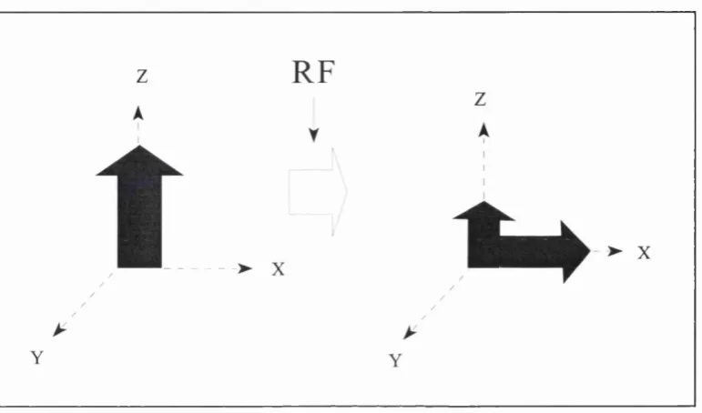 Figure 2.3: Transverse magnetisation following an RF pulse.