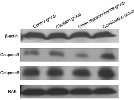 Figure 5 Western blot analysis. The protein level of caspase8 and caspase3 weremarkedly up-regulated in the combination group, while the protein level of BAK hadminor change.