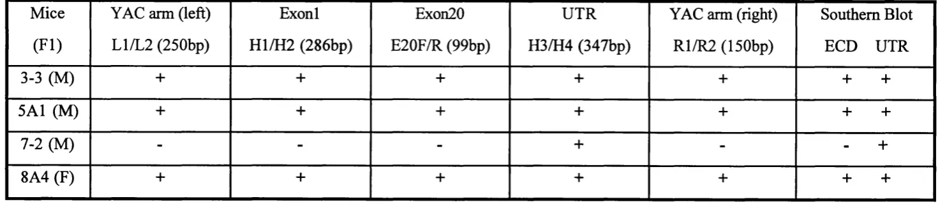Table 4.1. Summary of genotyping of human PDGFRa Y  AC transgenic mice