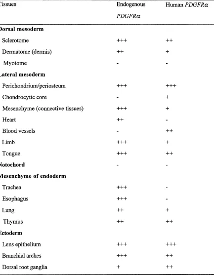 Table 4.2. Expression of endogenous mouse PDGFRa and the human PDGFRa 