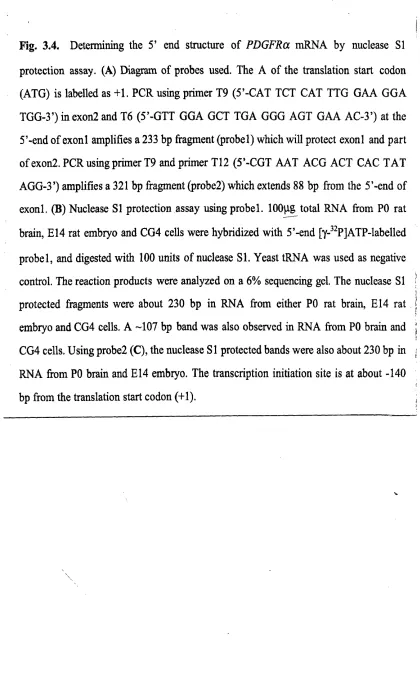 Fig. 3.4. Determining the 5’ end structure of PDGFRa mRNA by nuclease SI 