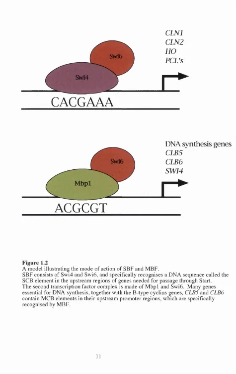 Figure 1.2A model illustrating the mode of action of SBF and MBF.