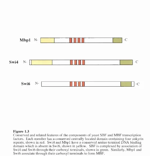 Figure 1.3Conserved and related features of the components of yeast SBF and MBF transcription 