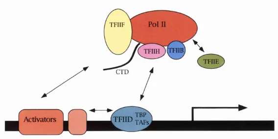 Figure 1.4A simplified drawing of the proteins involved in eukaryotic gene transcription