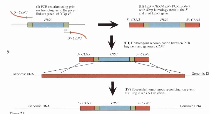 Figure 2.1(I) PCR reaction using prim­(II) CLN3-HIS3-CLN3 PCR product with 40bp homology (red) to the 5'