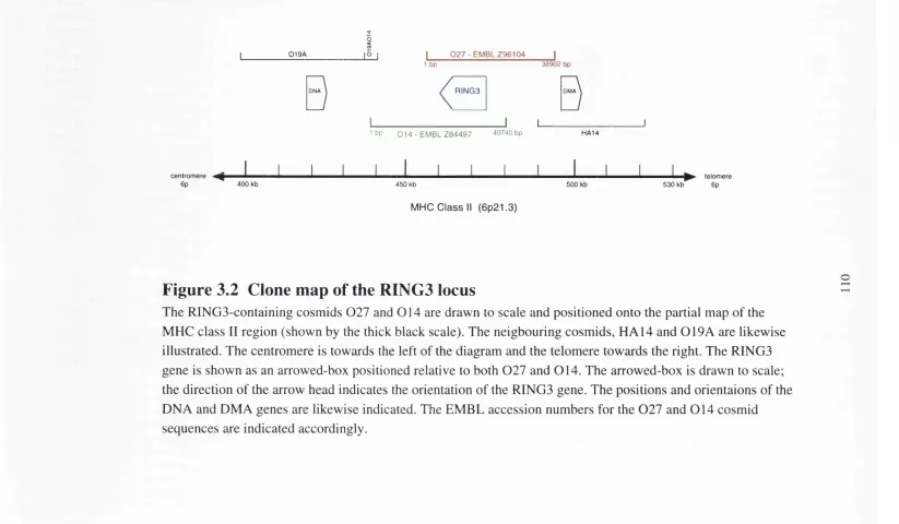 Figure 3.2 Clone map of the RING3 locus