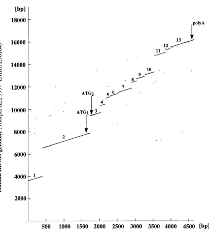 Figure 3.3 Dot matrix plot of human RING3 cDNA sequence versus human RING3 genomic sequence.