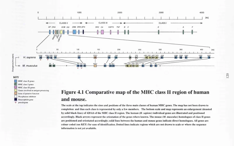 Figure 4.1 Comparative map of the MHC class II region of human 