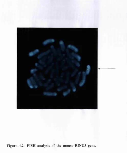 Figure 4.2 FISH analysis of the mouse RING3 gene.