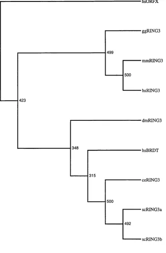 Figure 6.6 Consensus cladogram (unrooted) derived from the phylogenetic analysis of RING3 homologues deleted for the bromodomains.