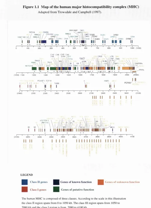 Figure 1.1 Map of the human major histocompatibility complex (MHC)