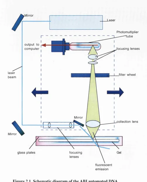 Figure 2.1 Schematic diagram of the ABI automated DNA 