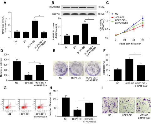 Figure 4 HCP5 overexpression reduced SKCM cell malignancy through RARRES3. After transducing with HCP5 overexpressing lentiviral vector (HCP5 OE), SKCM cellswere transfected with siRNA for RARRES3 knockdown (si-RARRES3) for 24 hrs