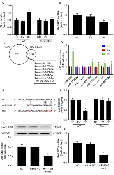 Figure 5 HCP5-regulated1286 mimic transfection reduced the-expression of Gluc governed by wild-type 3miR-1286 mimic transfection