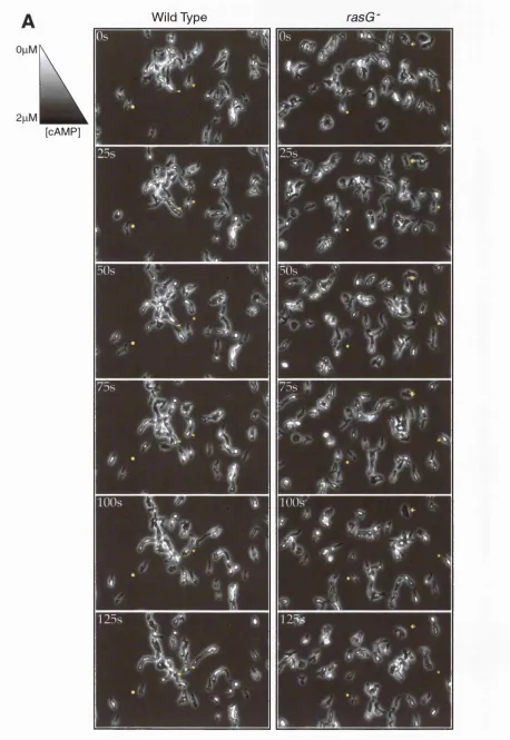 Figure 3.13A. Normal Chemotaxis of rasG~ Cells Towards cAMP.